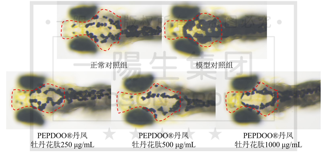 尊龙凯时人生就得博·(中国)官网